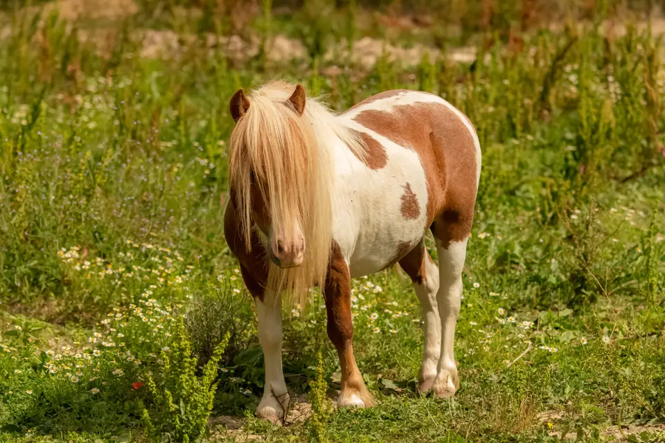 Small pinto pony with a long blond mane in a green field