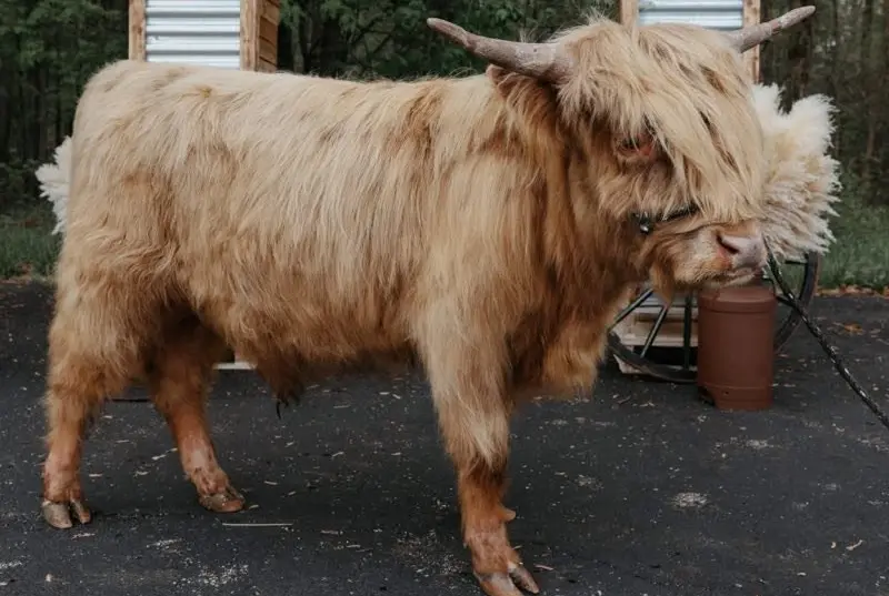 Miniature Highland cow with a long fringe and curved horns